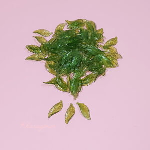 برگ پیچ سبز